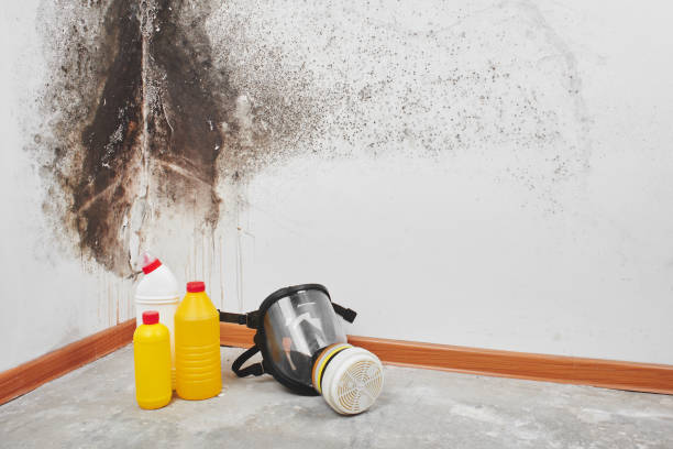 Best Mold Testing and Inspection Services in Tano Road, NM