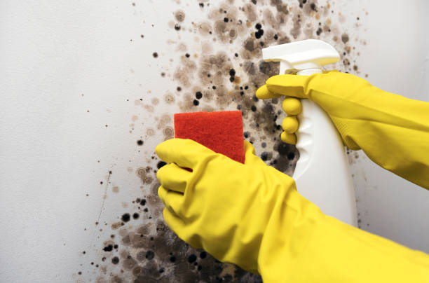 Professional Mold Remediation in Tano Road, NM