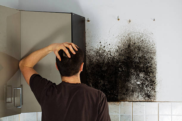 Best Industrial Mold Remediation in Tano Road, NM